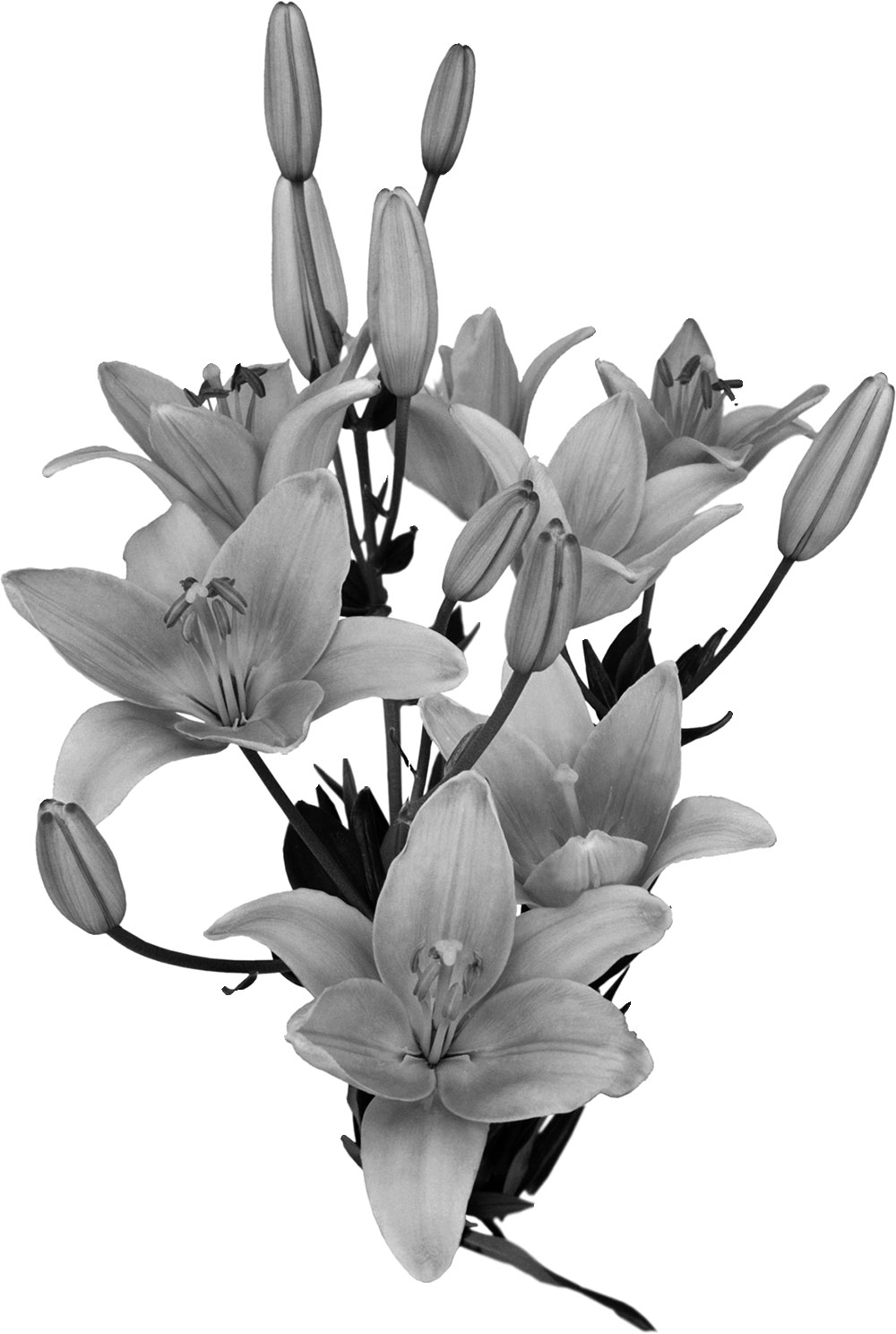 リアルな花のイラスト フリー素材 白黒 モノクロno 21 白黒 ユリ つぼみ