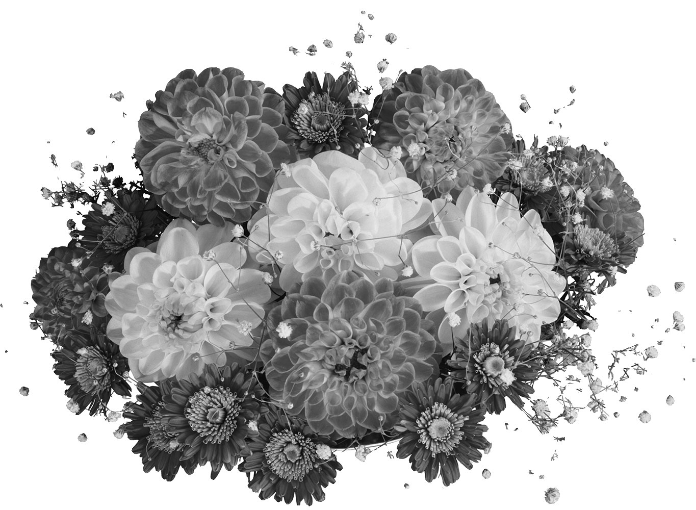 花のイラスト フリー素材 白黒の花束no 022 白黒 ダリアの束