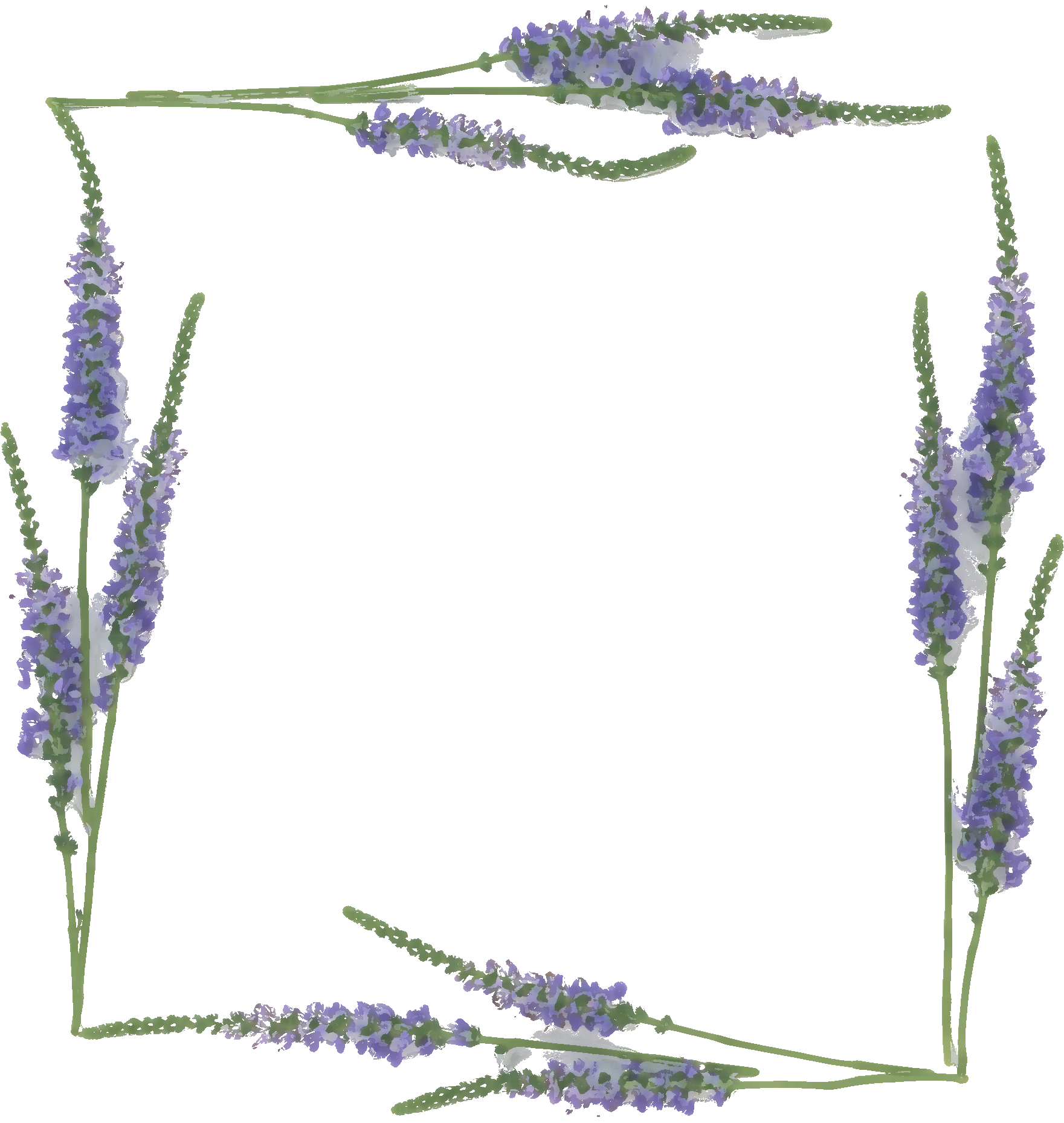 紫色の花のイラスト フリー素材 No 335 ラベンダー