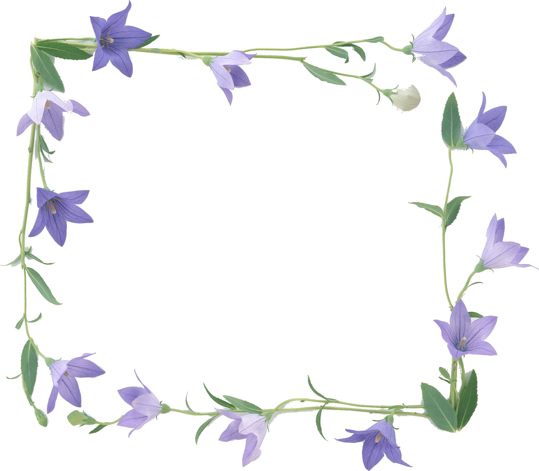 青い花の写真 フリー素材 No 484 紫 桔梗 りんどう 葉