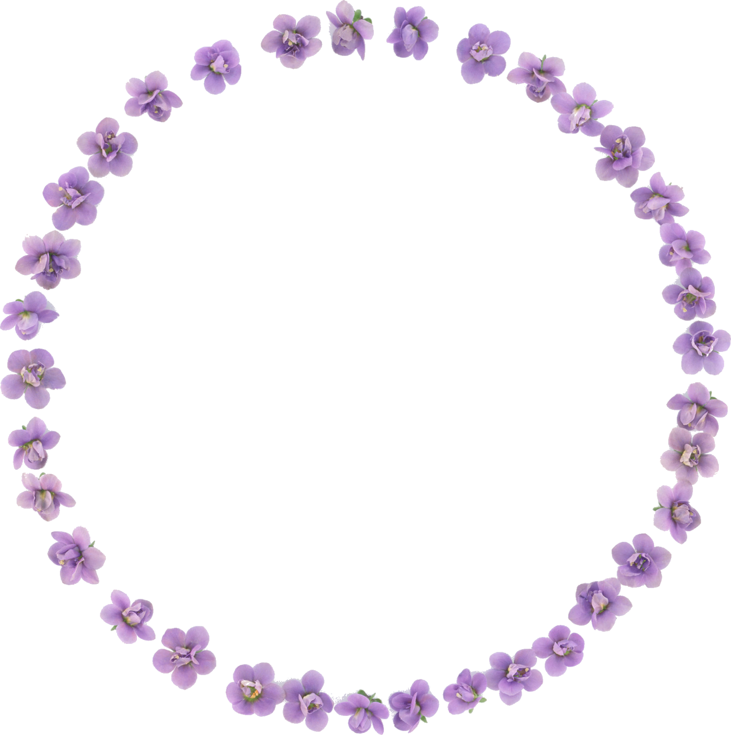 花の写真 フリー素材 フレーム枠no 032 紫 すみれ 輪