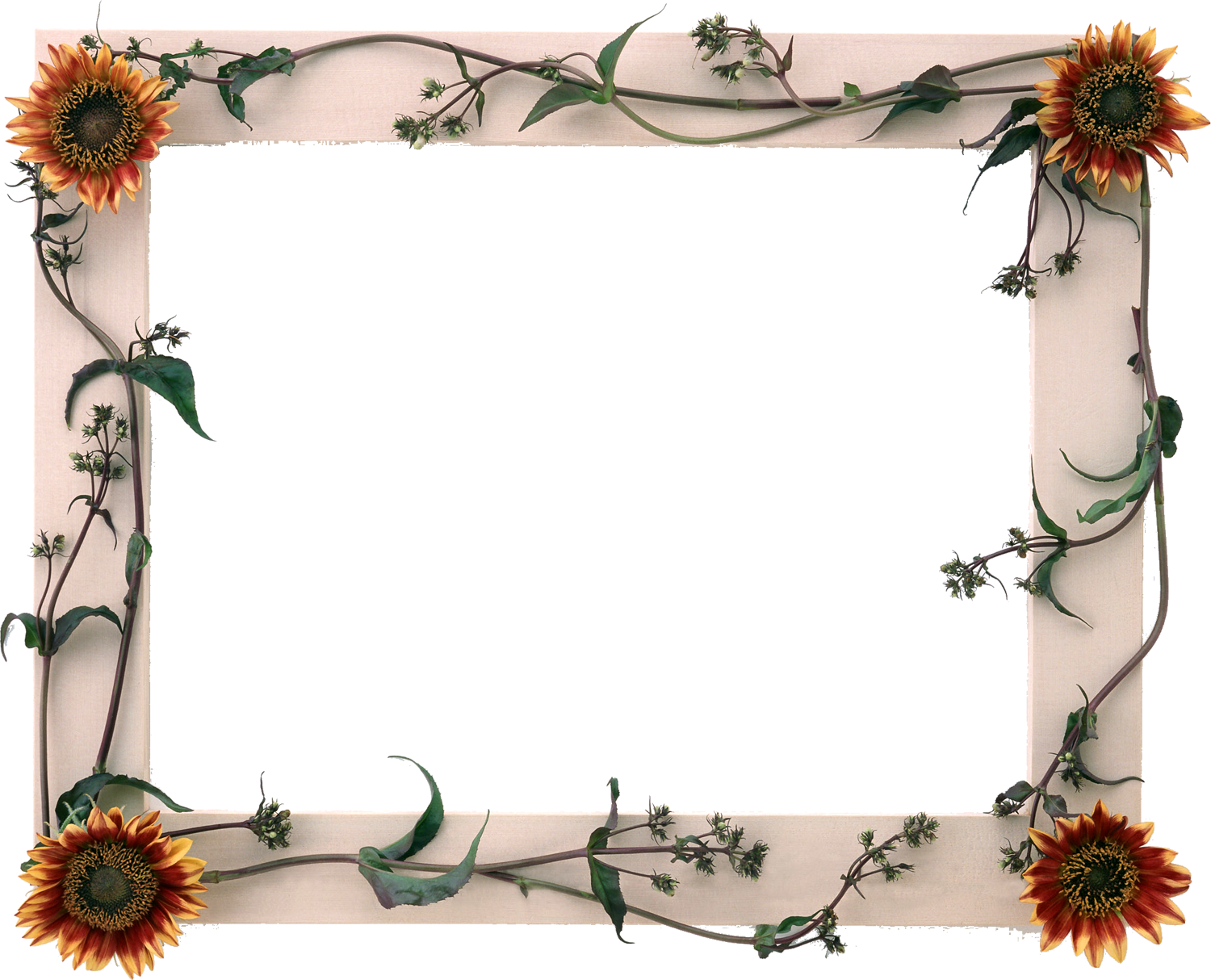 花や葉の写真 画像 フリー素材 フレーム枠no 1102 ひまわり 葉 板額