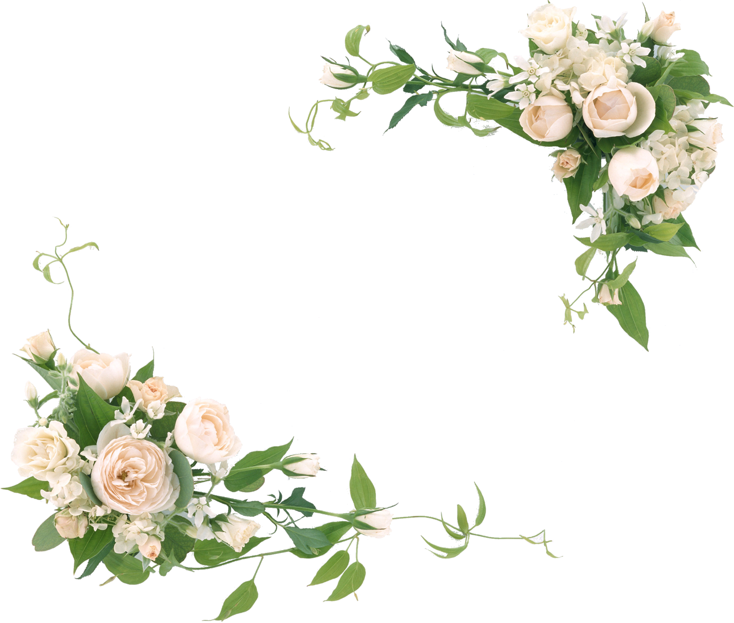 花や葉の写真 画像 フリー素材 フレーム枠no 1111 白バラ 緑葉