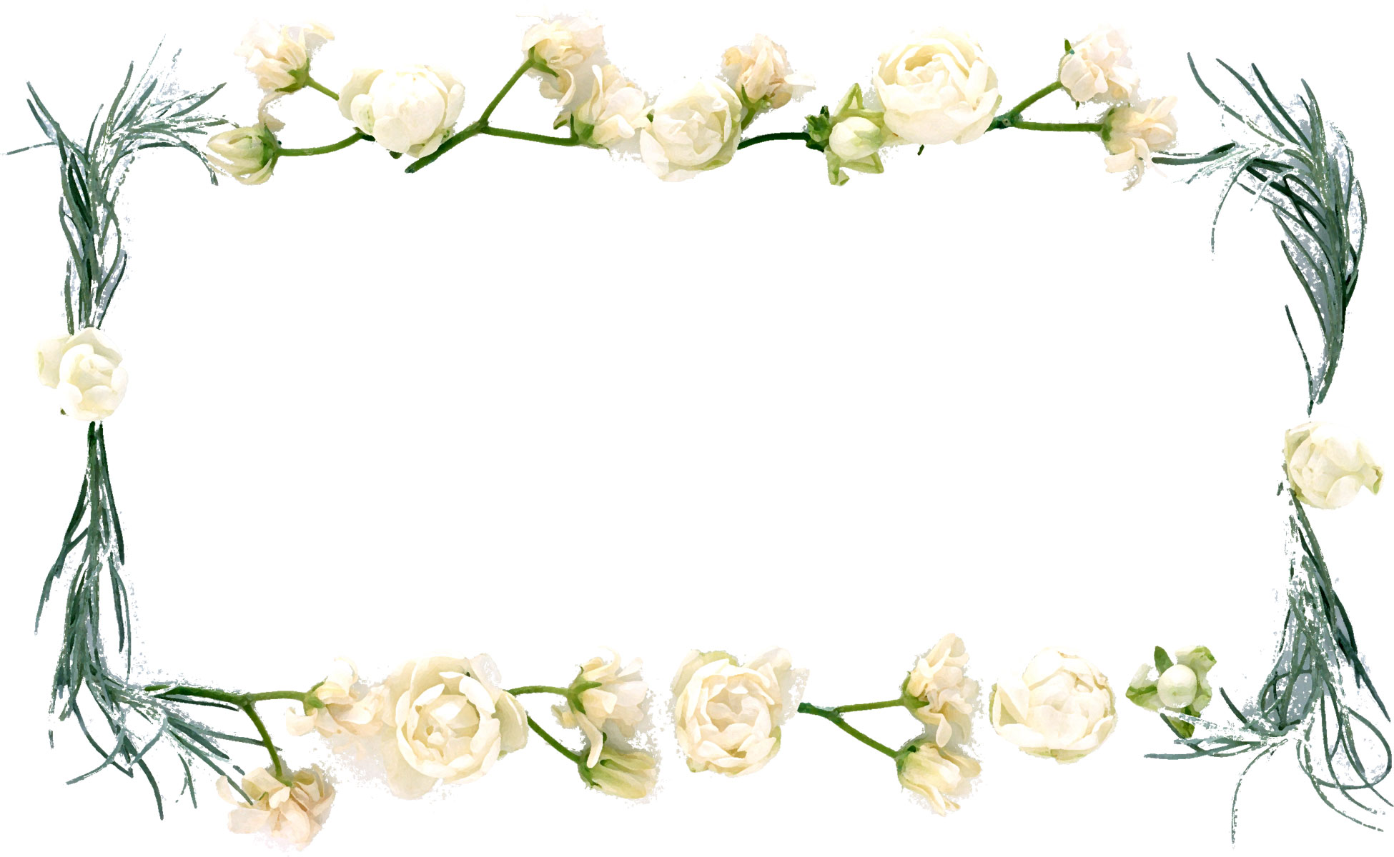 白い花のイラスト フリー素材 No 259 白バラ 茎葉 緑
