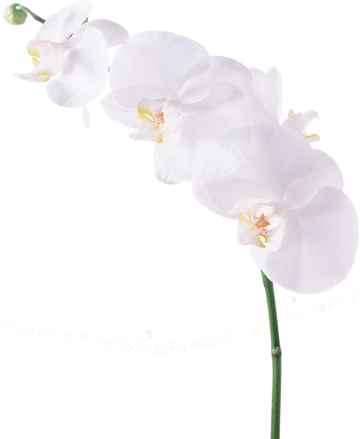 花・葉の写真画像-白・胡蝶蘭