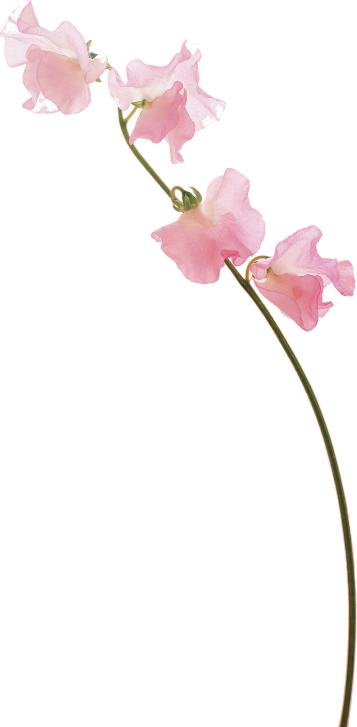 花・葉の写真画像-ピンク・スイートピー