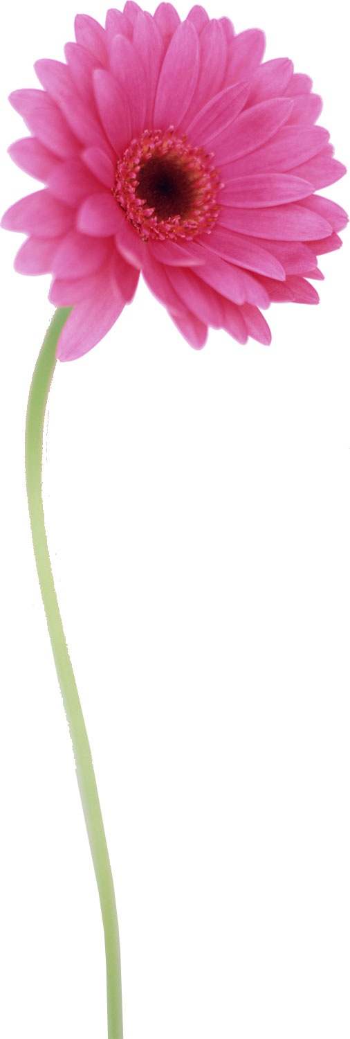 花・葉の写真画像-ピンク・ガーベラ・茎
