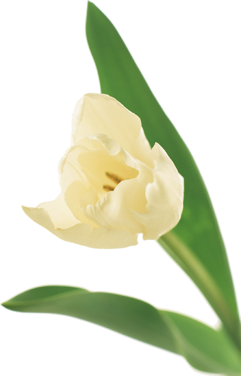 花・葉の写真画像-白・チューリップ