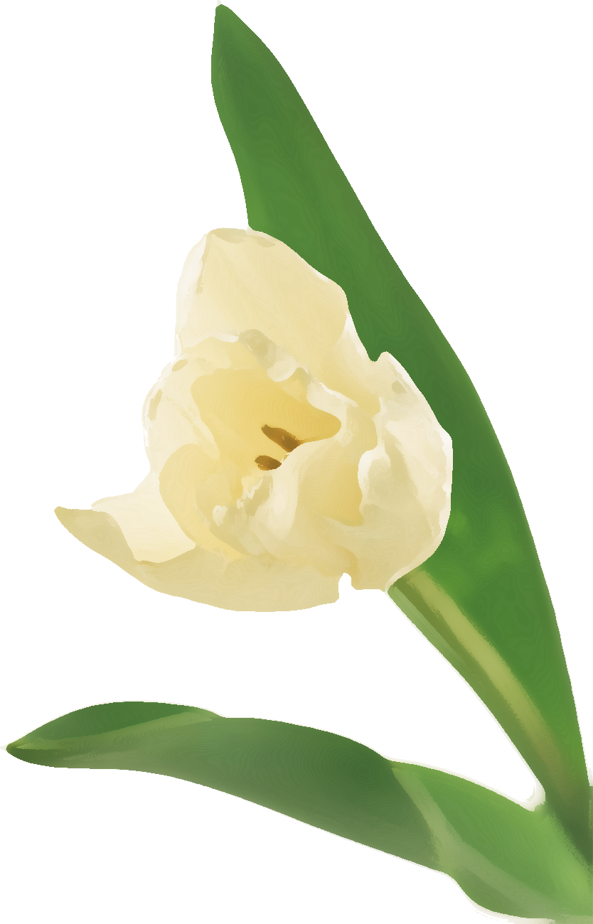 白い花のイラスト フリー素材 No 132 白 チューリップ