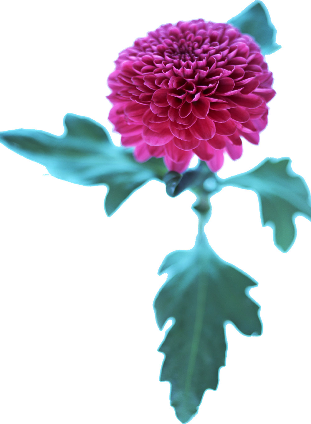 花・葉の写真画像-赤紫・菊・葉