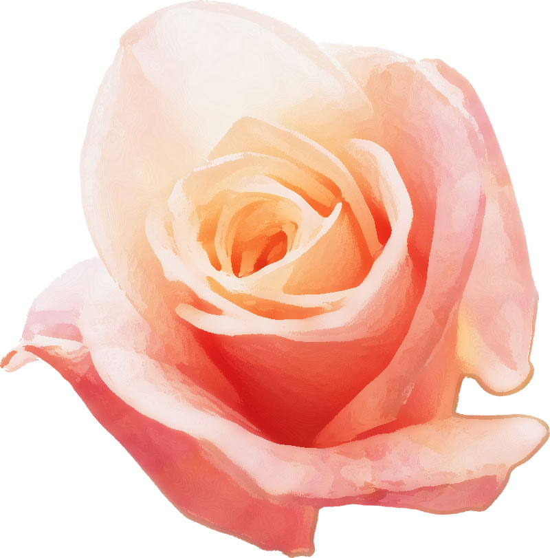 リアルな花のイラスト フリー素材 花一輪no 1795 ピンク バラ