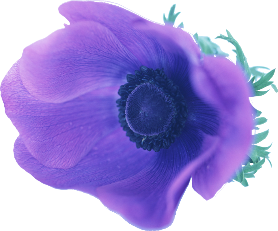 紫色の花の写真 フリー素材 No 533 アネモネ 紫