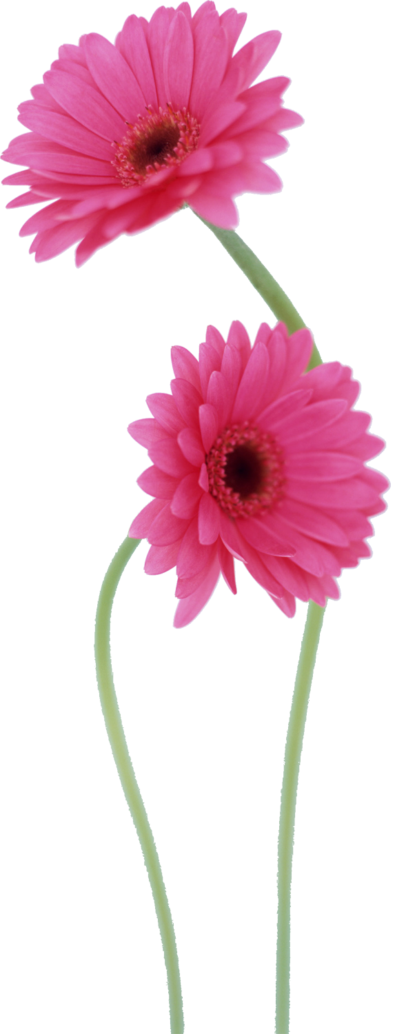 花や葉の写真 画像 フリー素材 No 075 ピンク ガーベラ 細長