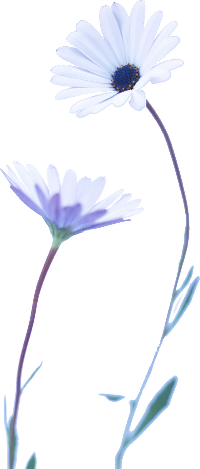 花・葉の写真画像-白・茎葉・細長