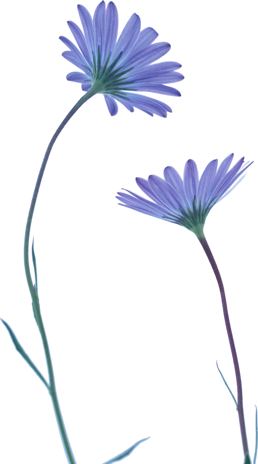 花・葉の写真画像-青・茎葉・細長