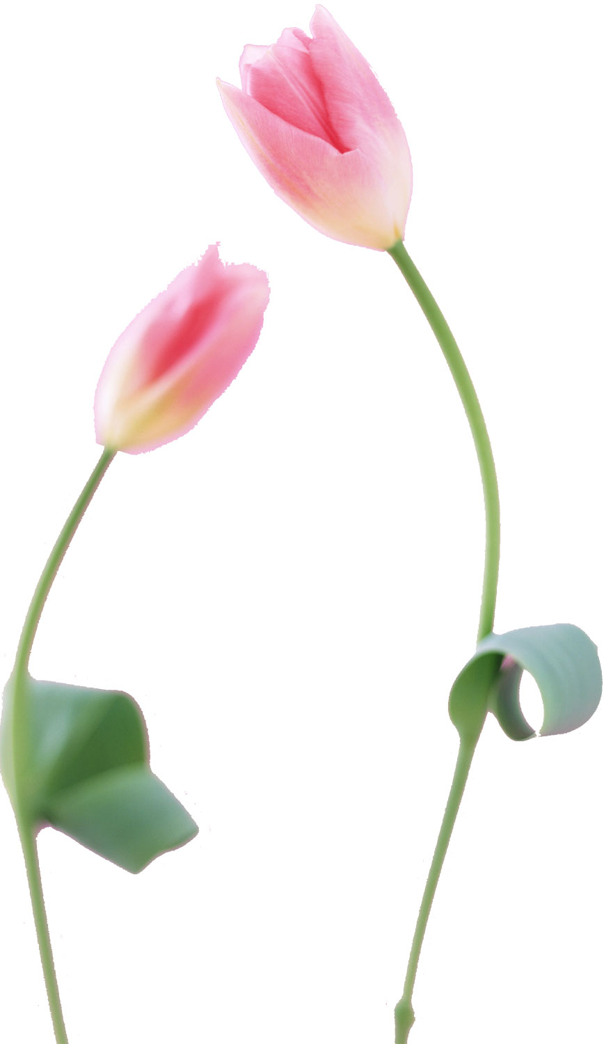 花・葉の写真画像-ピンク・チューリップ