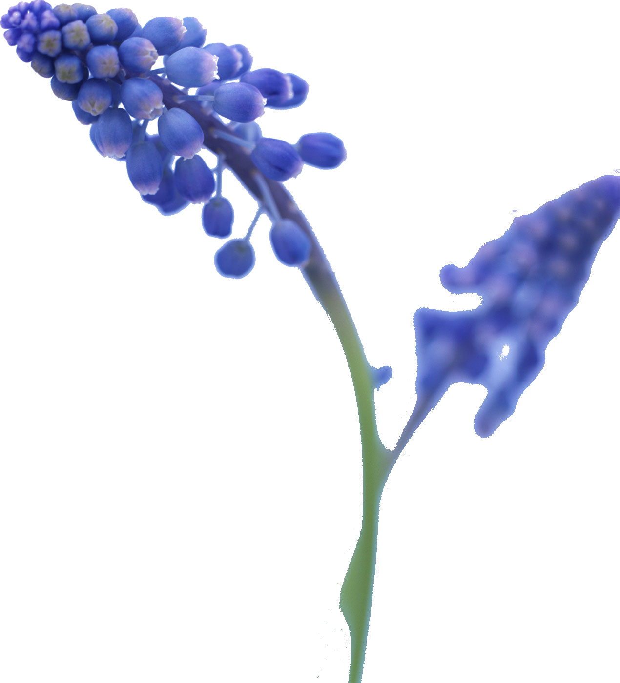 花・葉の写真画像-青紫・ムスカリ・茎