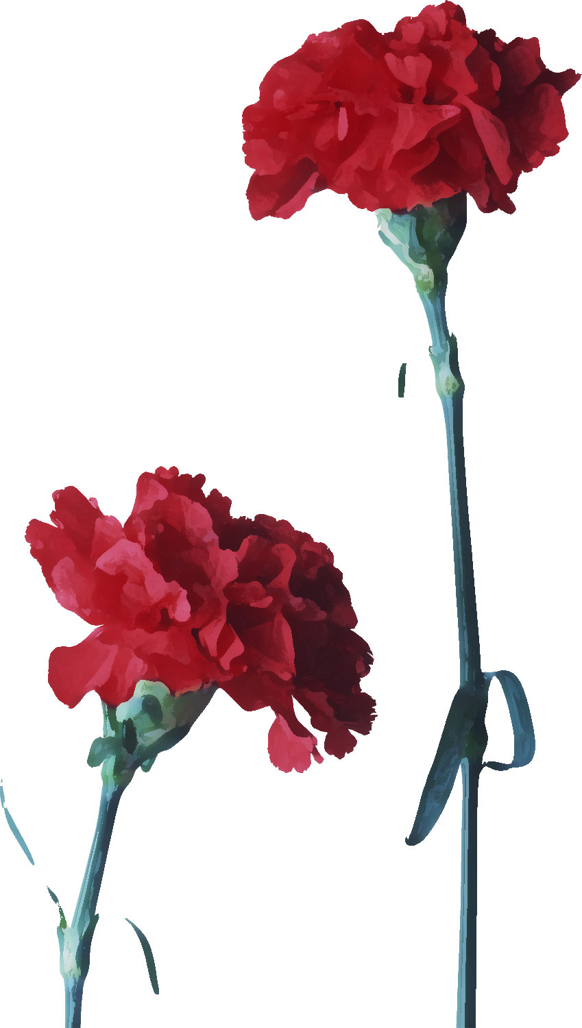 リアルタッチな花のイラスト フリー素材 No 436 赤 カーネーション