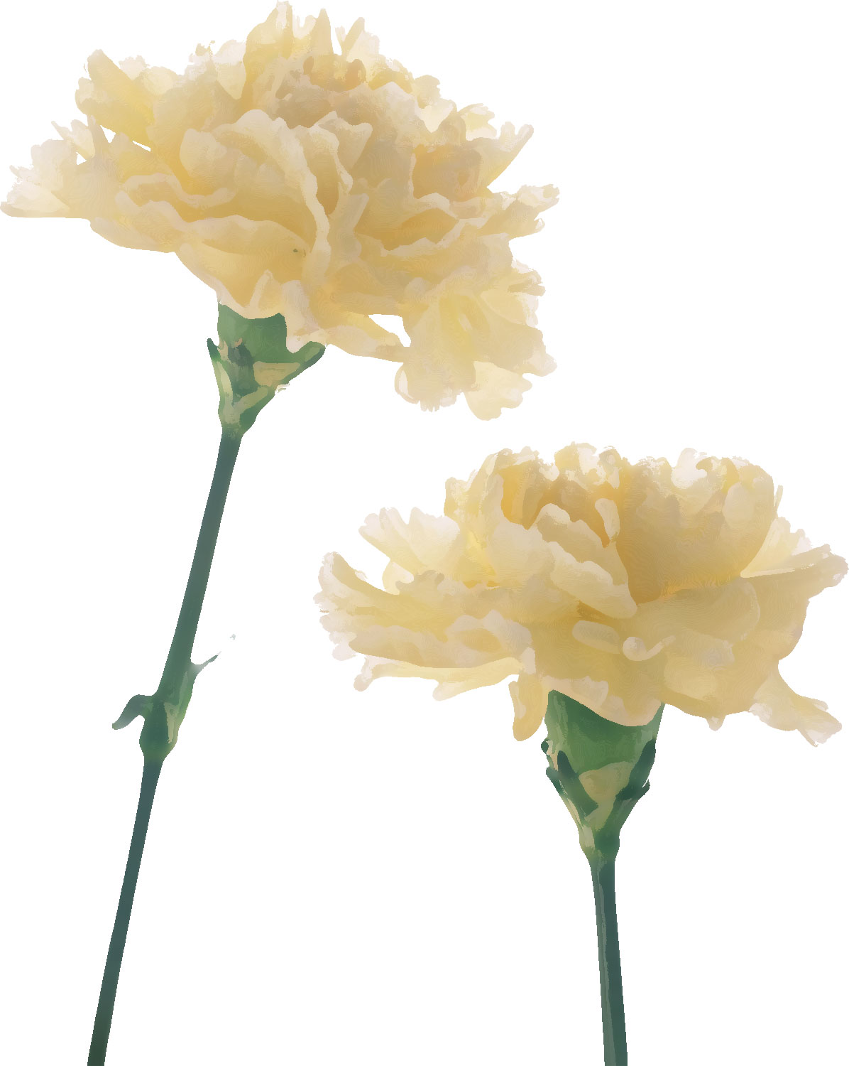 リアルタッチな花のイラスト フリー素材 No 437 白 カーネーション