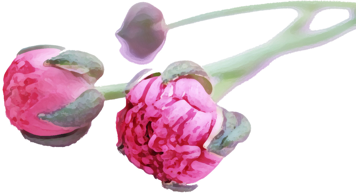 紫色の花のイラスト フリー素材 No 204 ピンク ラナンキュラス