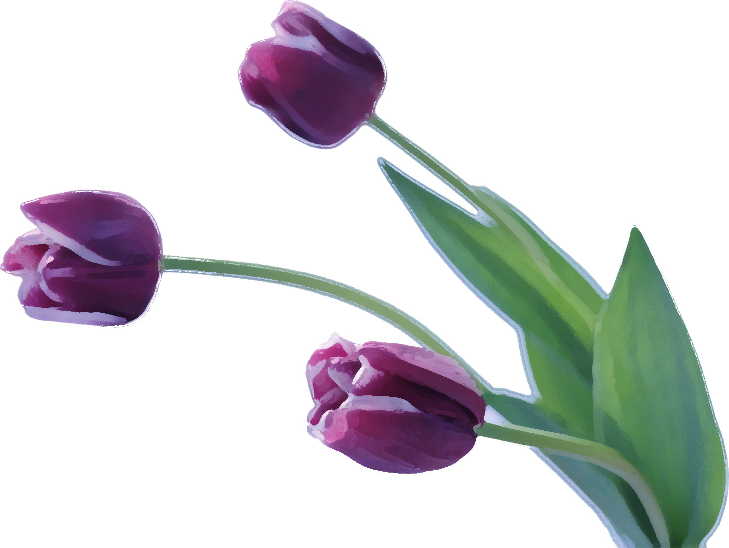 チューリップの画像 イラスト フリー素材 No 100 紫 チューリップ 葉