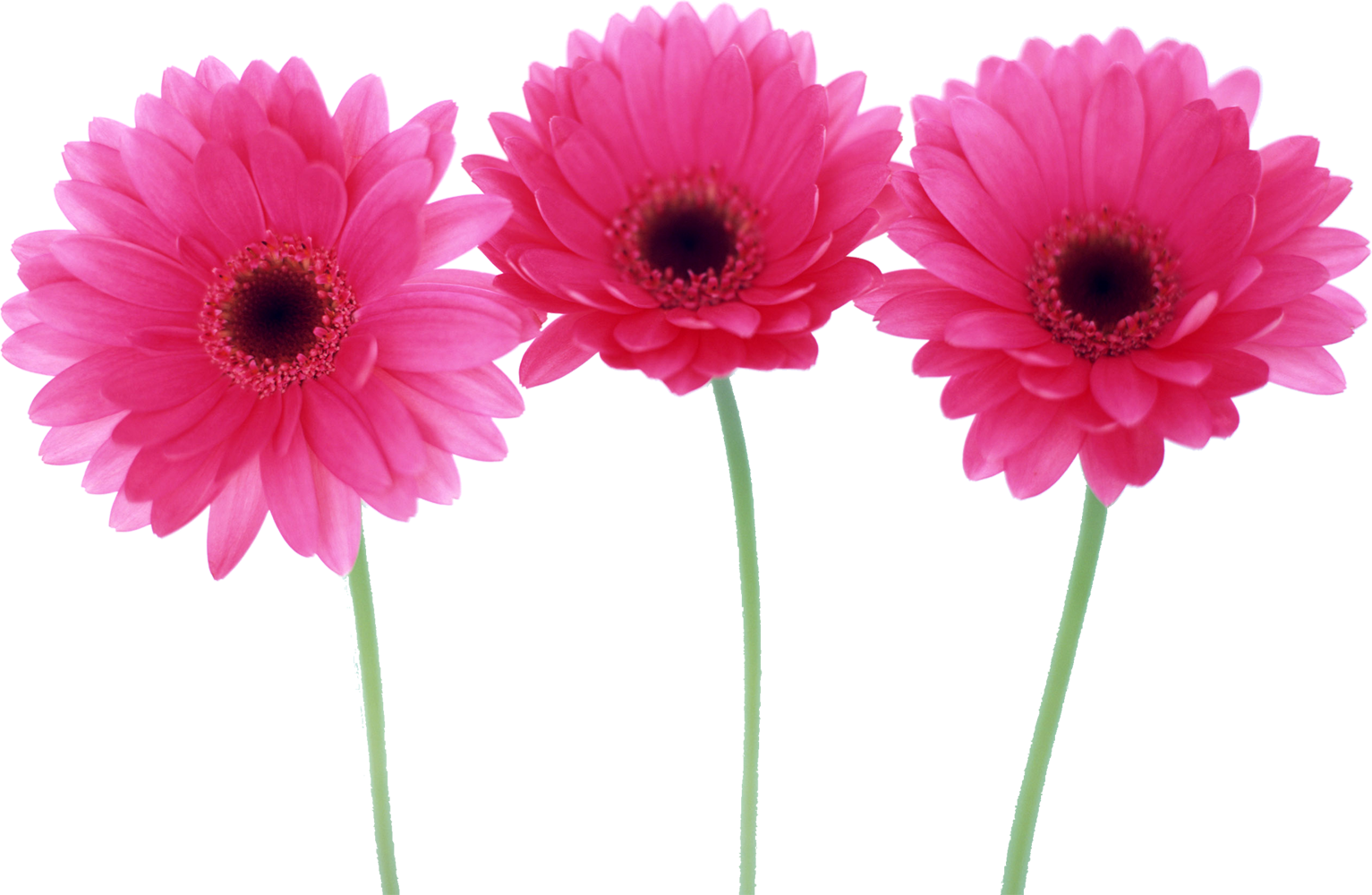 花や葉の写真 画像 フリー素材 No 086 ピンク ガーベラ 三輪