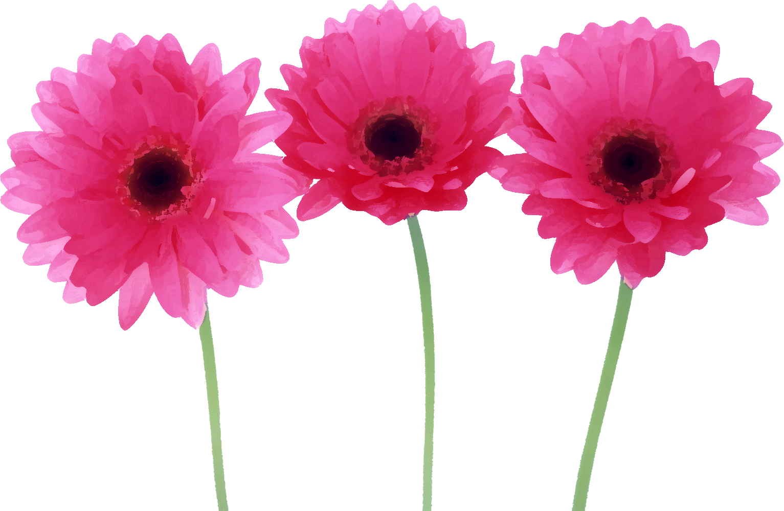 紫色の花のイラスト フリー素材 No 6 ピンク ガーベラ 三輪