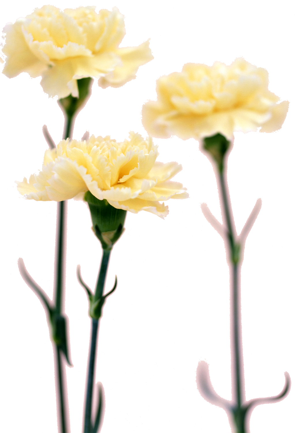 花や葉の写真 画像 フリー素材 No 087 白 カーネーション