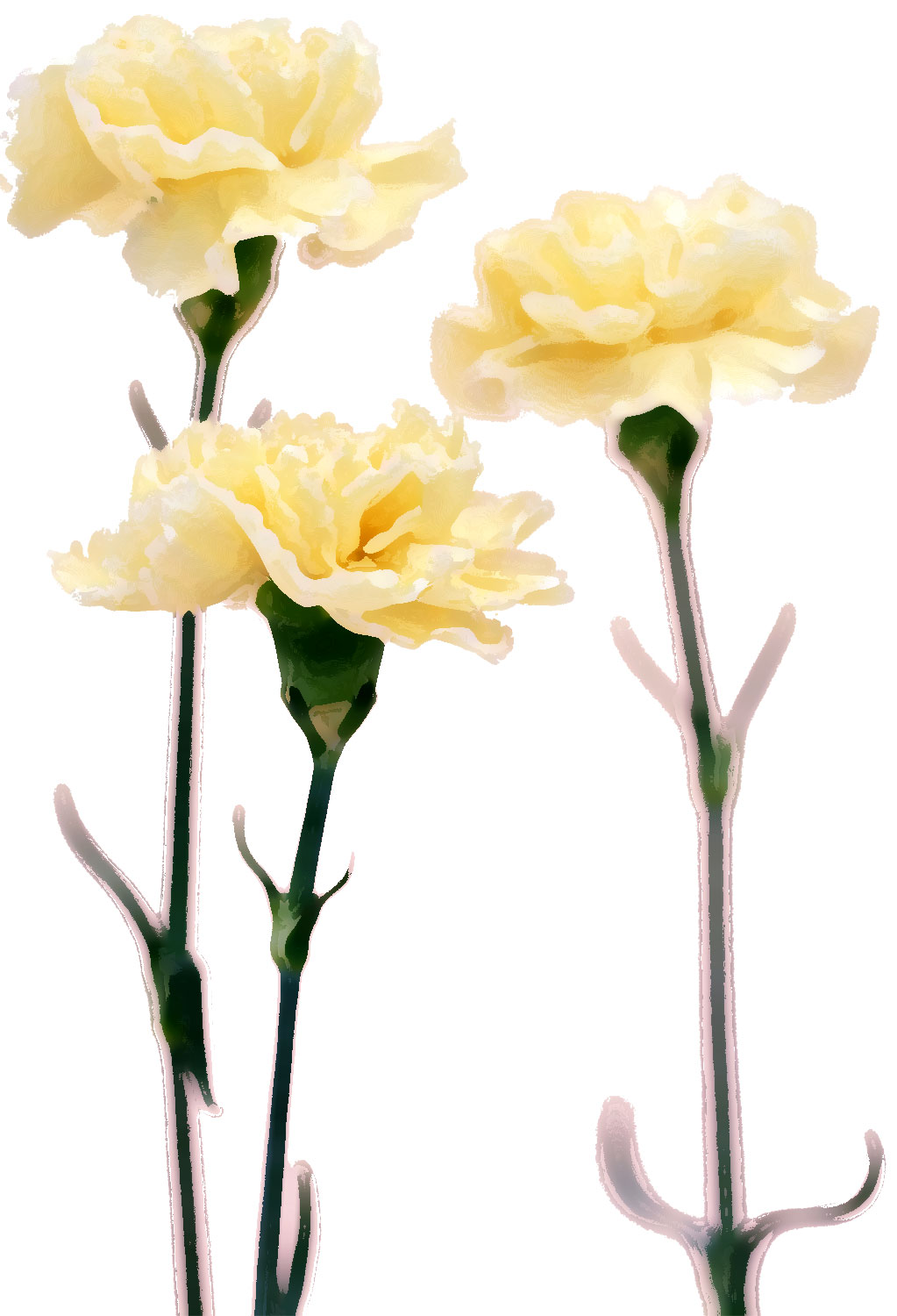 白い花のイラスト フリー素材 No 136 白 カーネーション