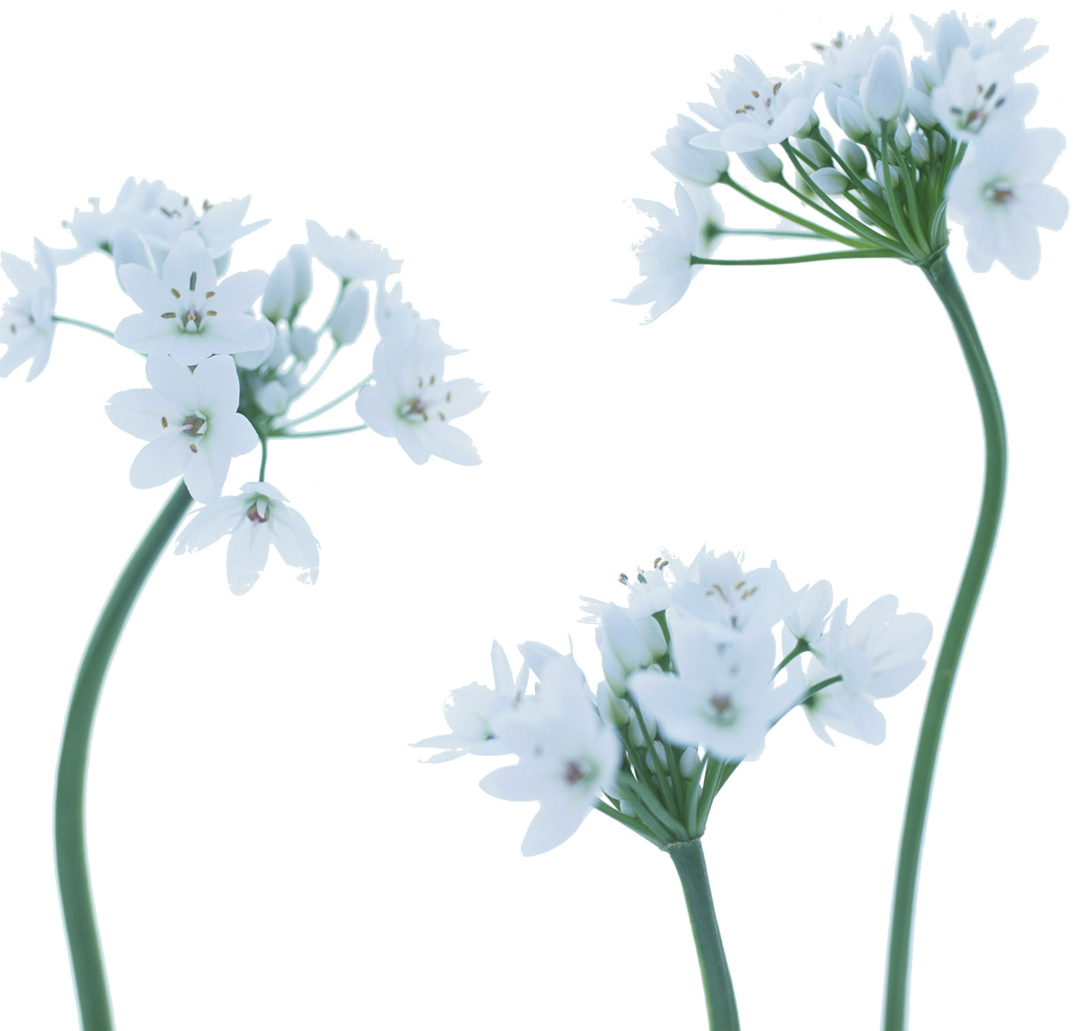 花・葉の写真画像-白・アリウムコワニー