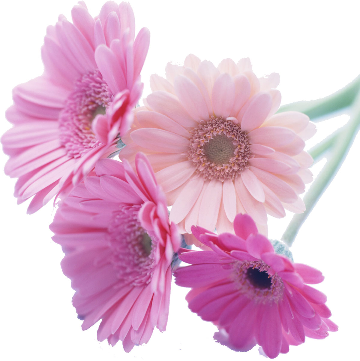 花や葉の写真 画像 フリー素材 No 242 ガーベラ ピンク