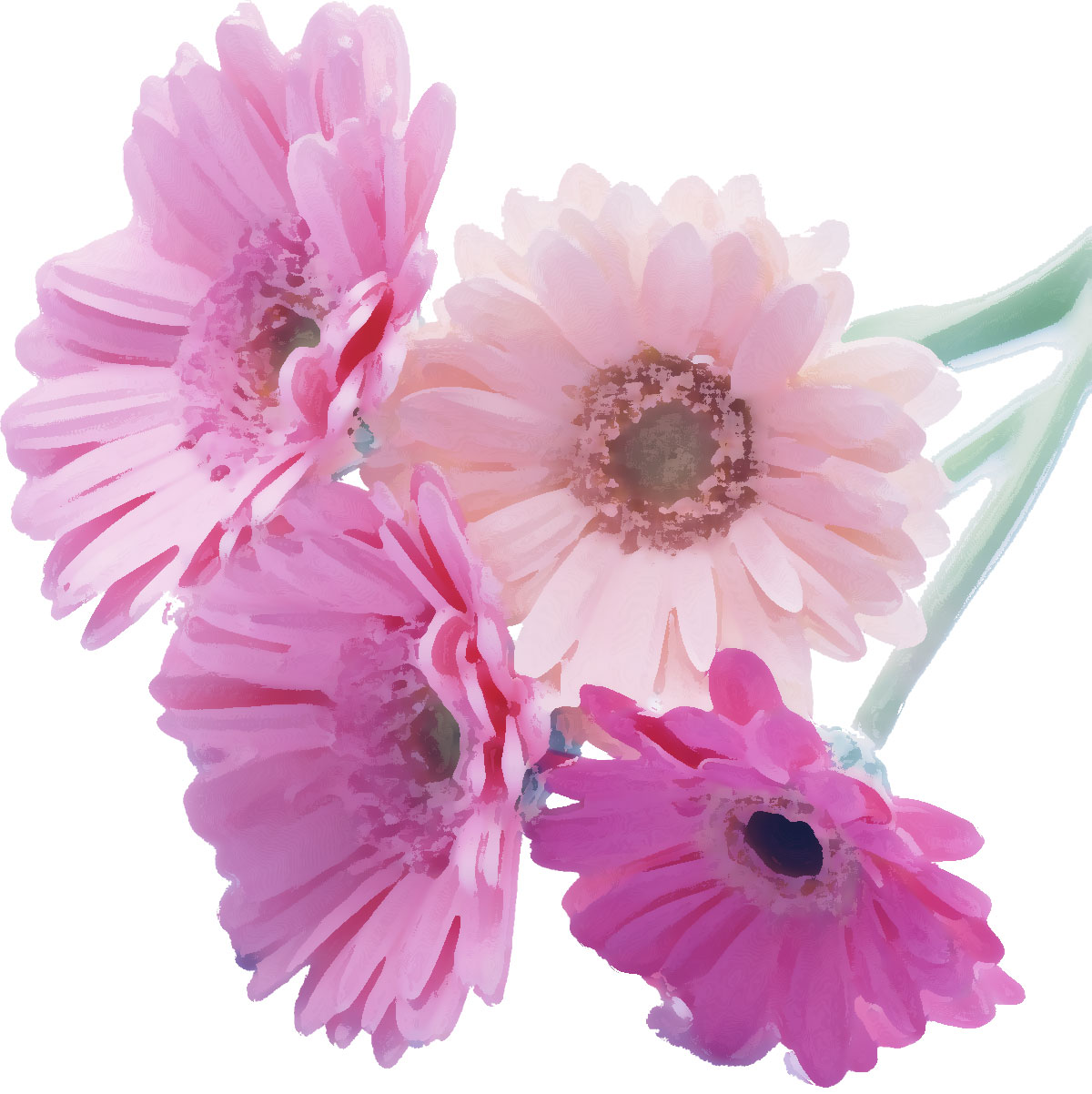 リアルタッチな花のイラスト フリー素材 No 449 ガーベラ ピンク