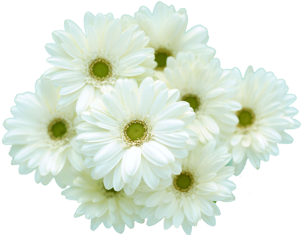 花・葉の写真画像-白・ガーベラ・たくさん