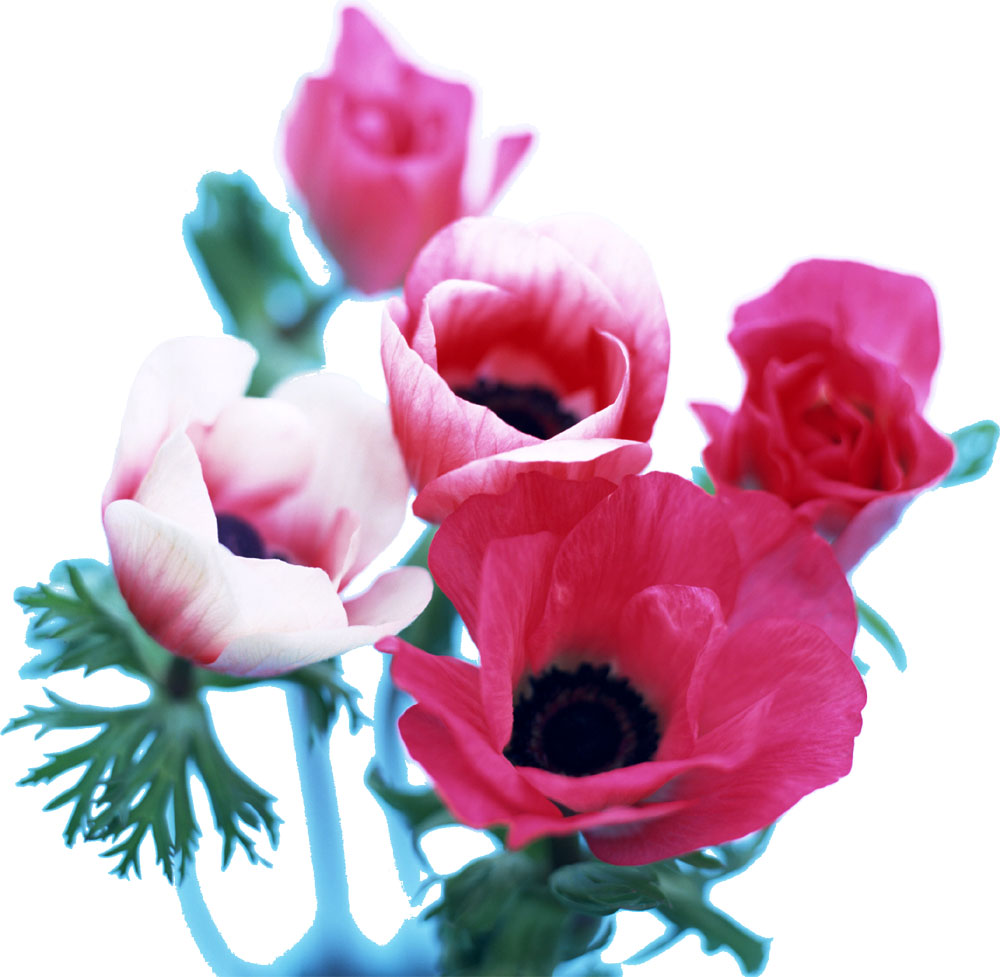花・葉の写真画像-アネモネ・ピンク・赤紫