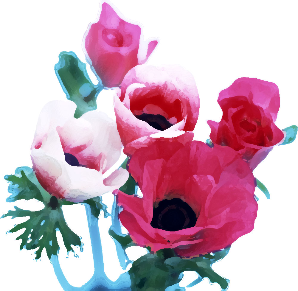 花のイラスト フリー素材 花束no 169 アネモネ ピンク 赤紫