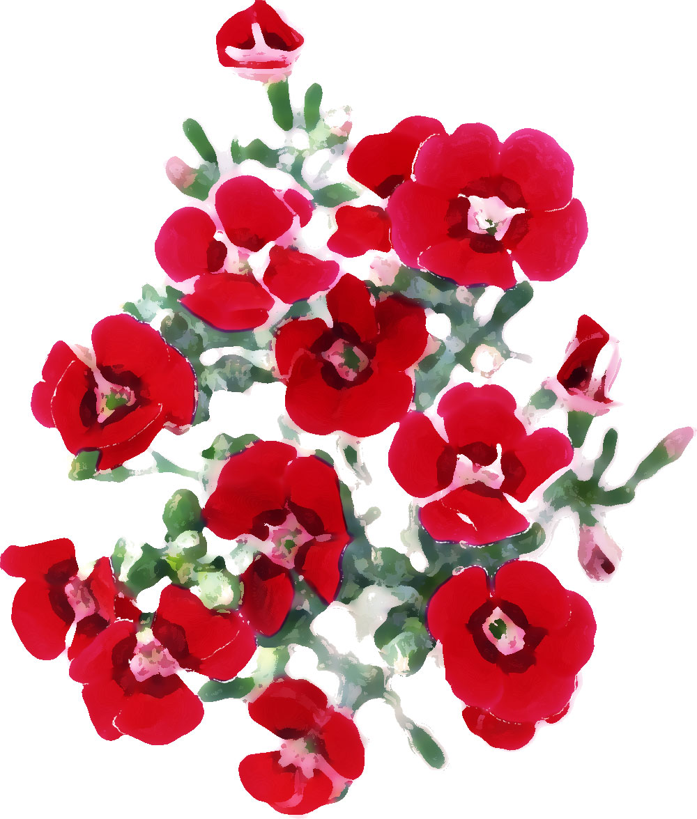 赤い花のイラスト フリー素材 No 413 赤 ナデシコ