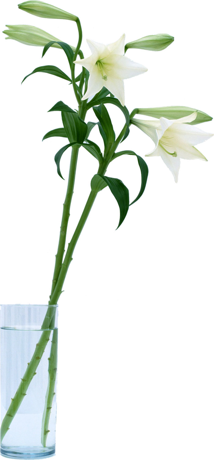 花・葉の写真画像-白・テッポウユリ・コップ