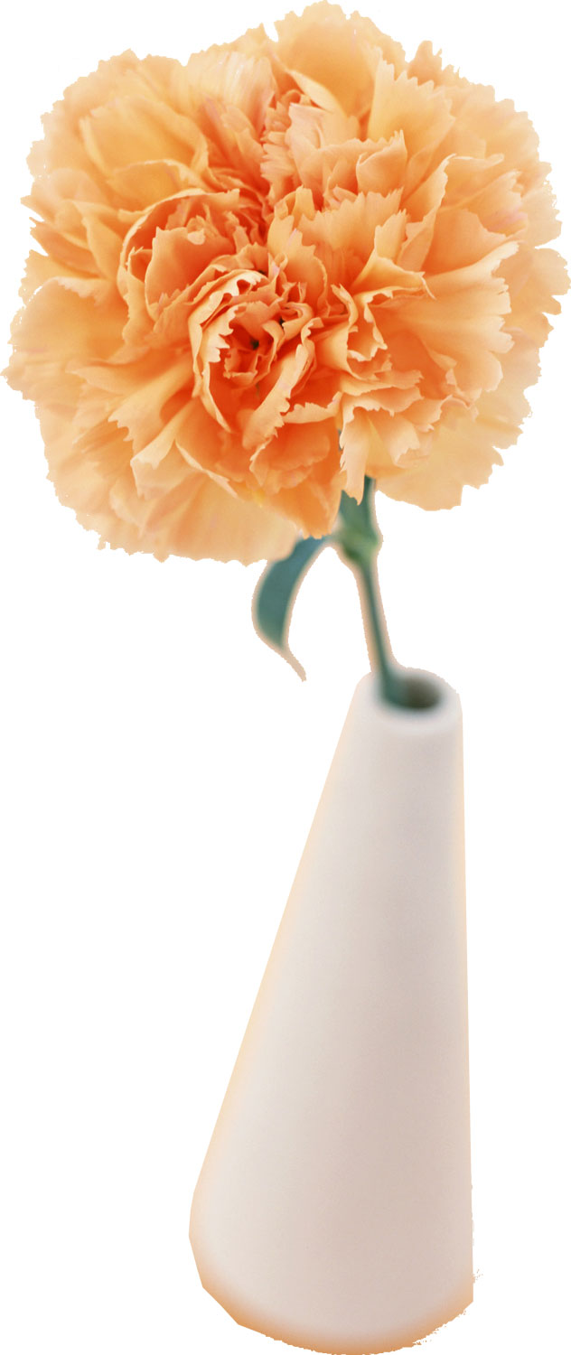 花・葉の写真画像-カーネーション・花瓶