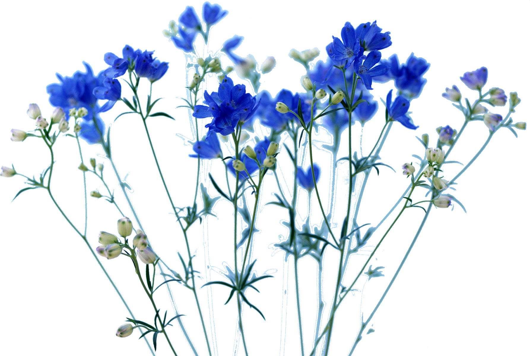 花・葉の写真画像-青・デルフィニウム