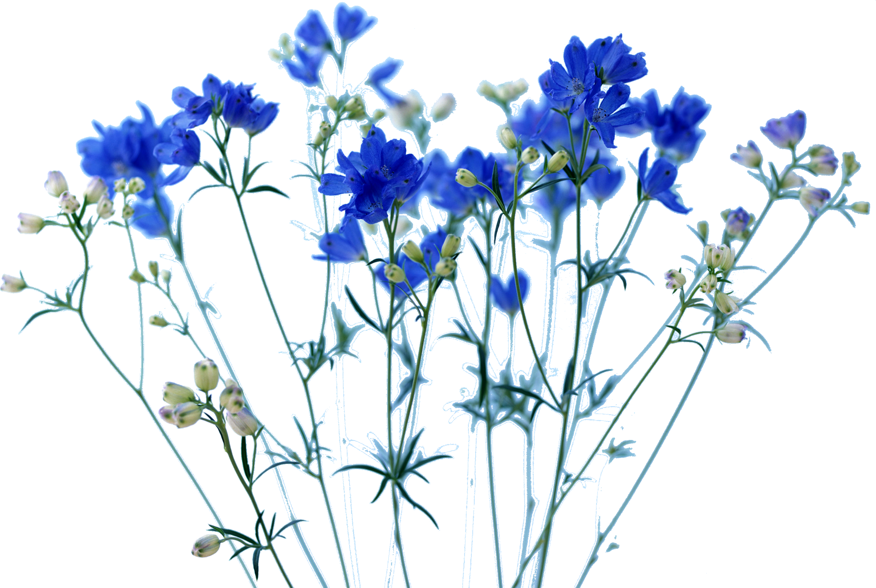 青い花の写真 フリー素材 No 445 青 デルフィニウム