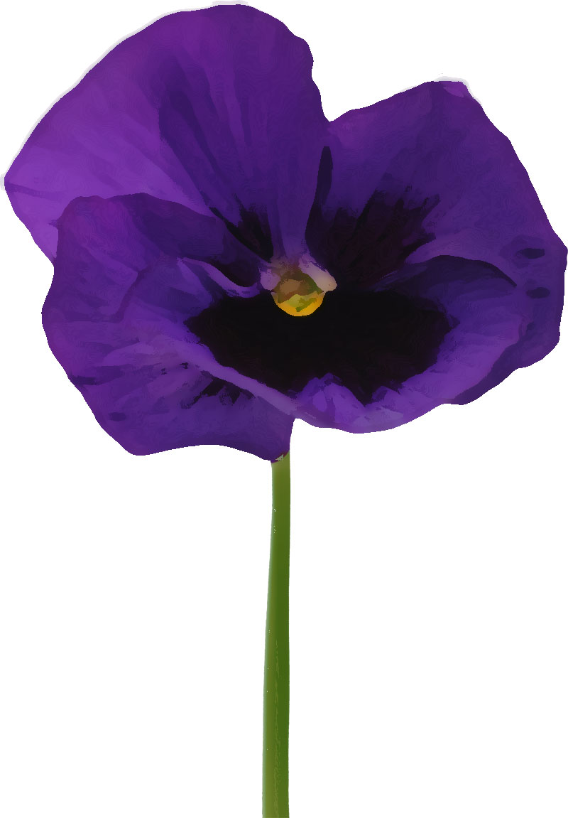 リアルタッチな花のイラスト フリー素材 No 463 紫 パンジー