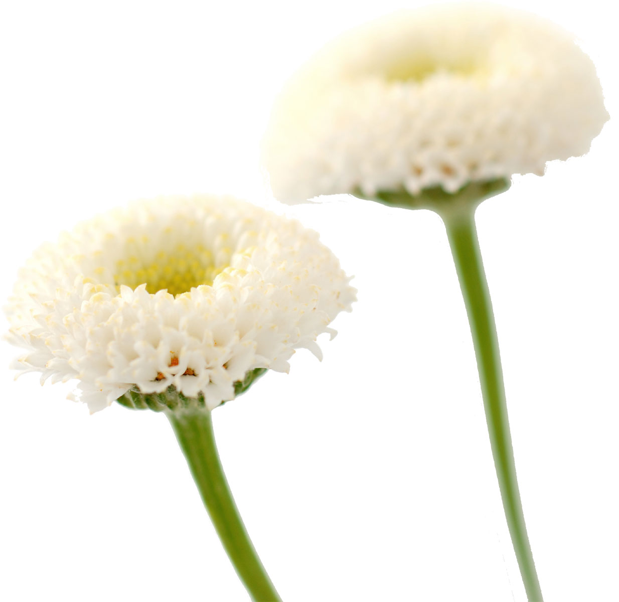 花・葉の写真画像-白・マトリカリア