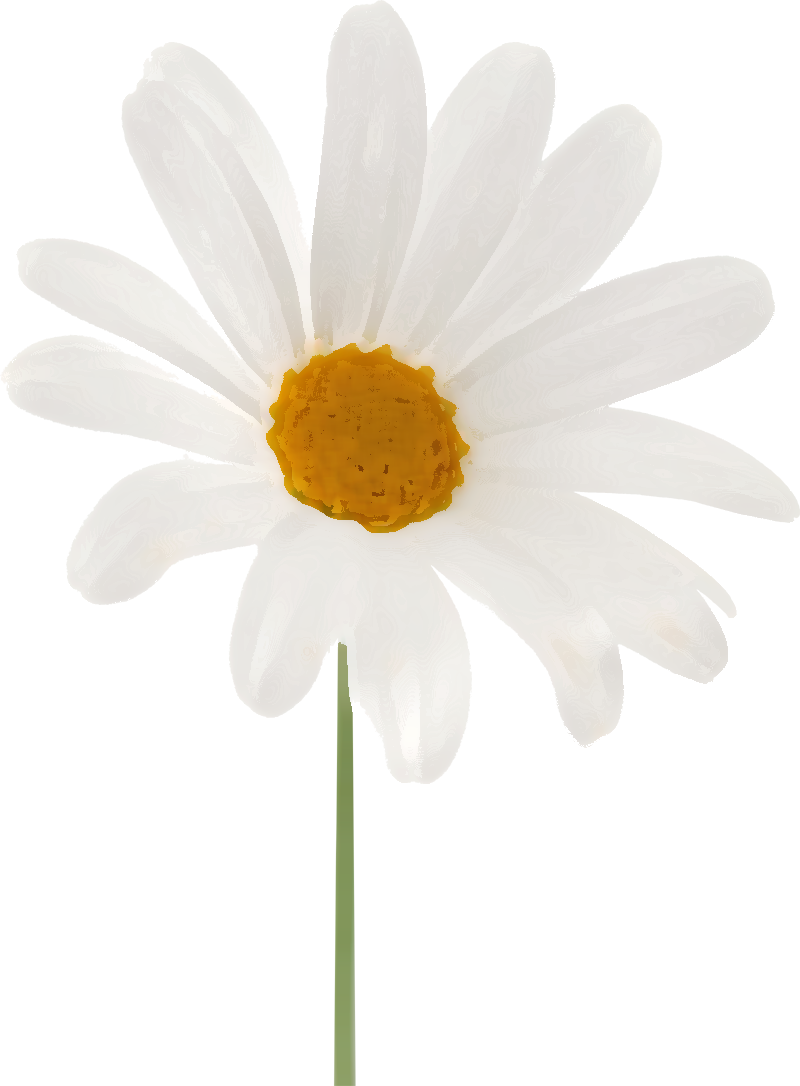 白い花のイラスト フリー素材 No 037 白 デイジー