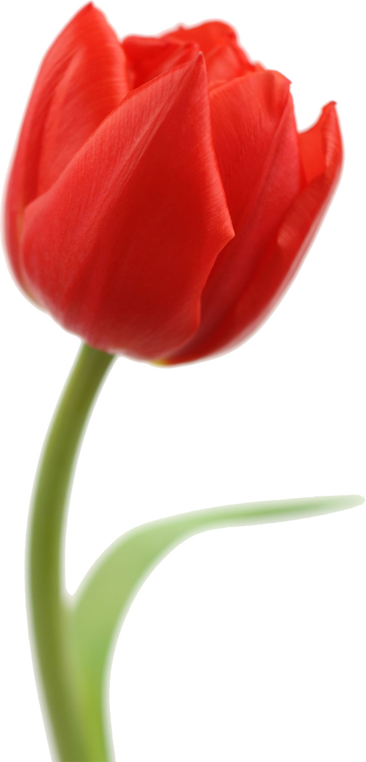花・葉の写真画像-赤・チューリップ