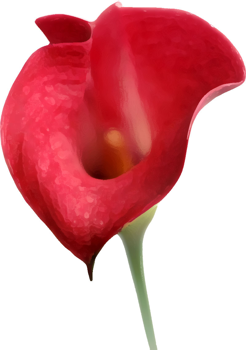 リアルタッチな花のイラスト フリー素材 No 472 赤 カラーリリー