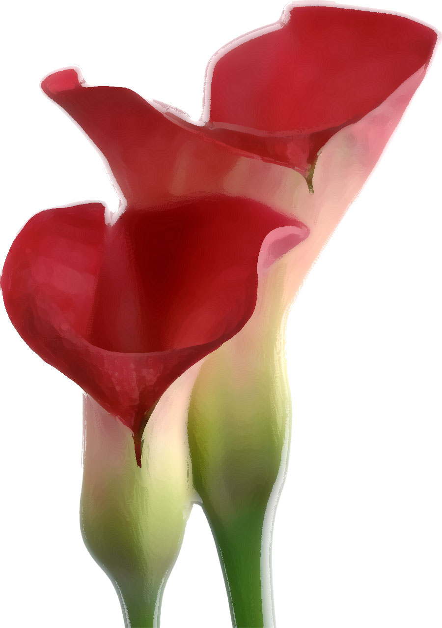リアルタッチな花のイラスト フリー素材 No 473 赤 カラーリリー