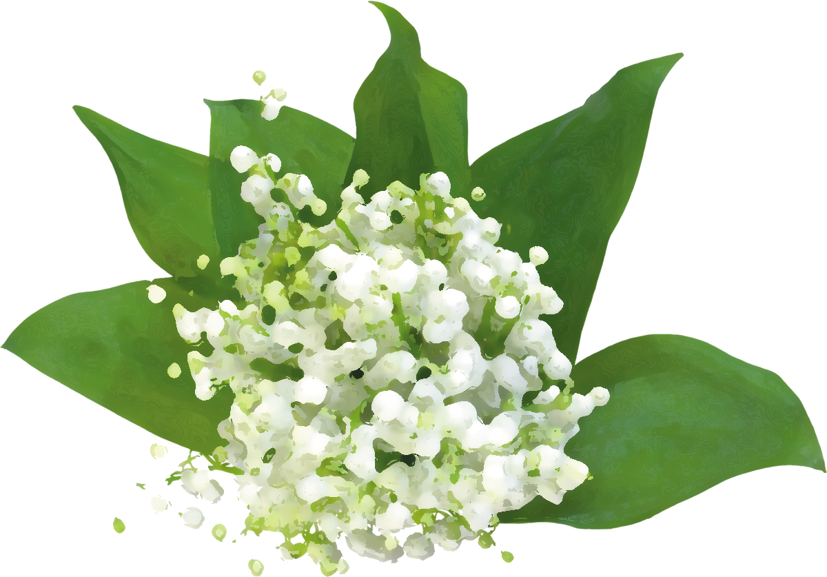白い花のイラスト フリー素材 No 168 鈴蘭 白 緑葉