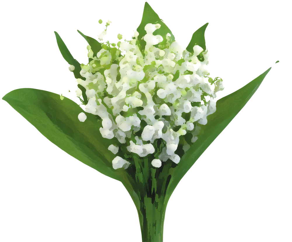 リアルタッチな花のイラスト フリー素材 No 860 鈴蘭 白 緑葉