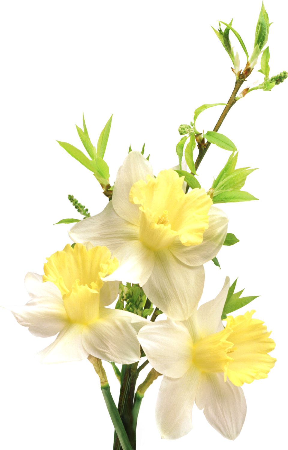 花・葉の写真画像-白黄・水仙・枝葉