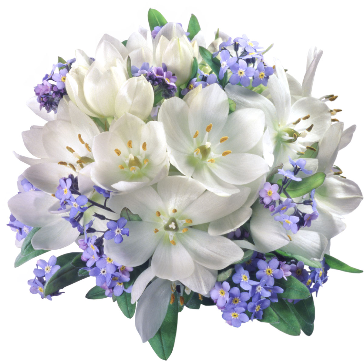白い花の写真 フリー素材 No 565 白 青 花束